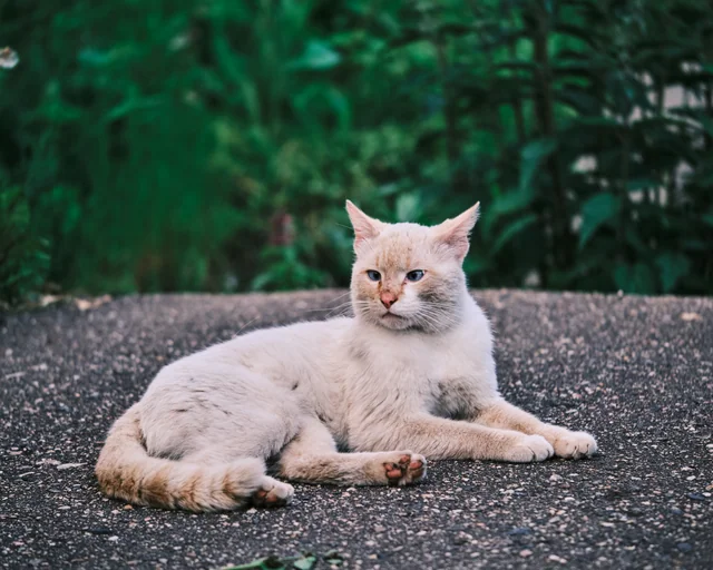 A pale ginger cat rests on a stone ledge against deep green foliage.