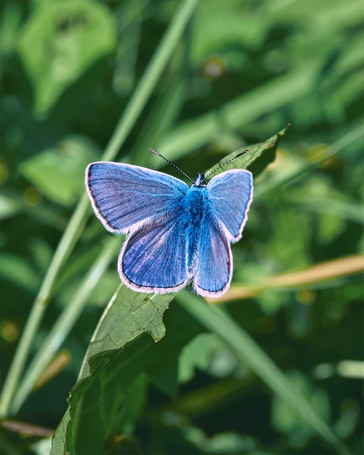 A small blue butterfly rests with open wings on a green stem.
