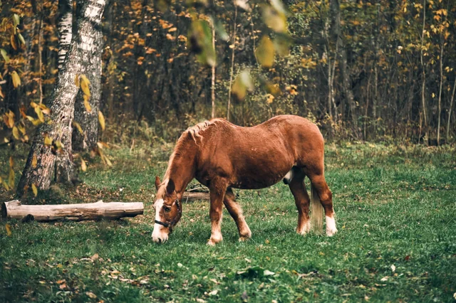 A chestnut horse grazes in a clearing beside an autumn forest.