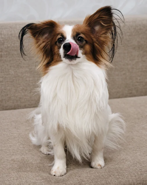 A brown-and-white dog with large feathered ears licks its nose while sitting on a sofa.
