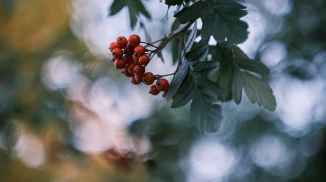 Red rowan berries and green leaves against a softly blurred autumn background.