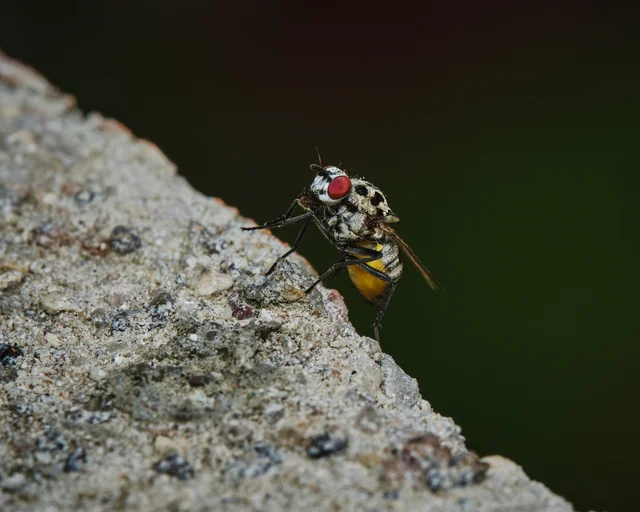A fly with bright red eyes rests on the edge of a rough stone.