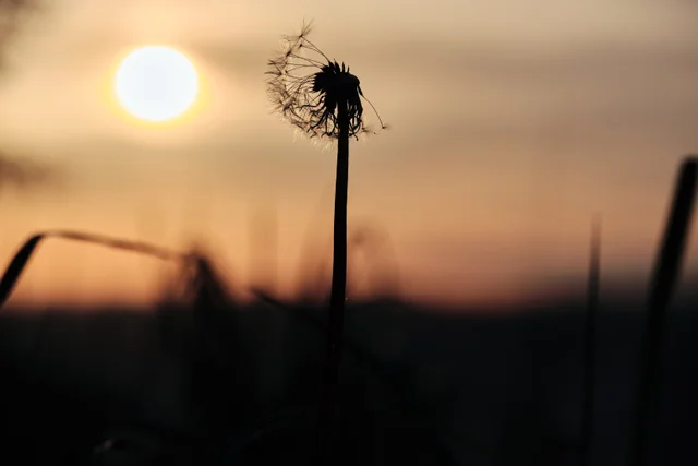 A partly bare dandelion seed head silhouetted against the low golden sun.