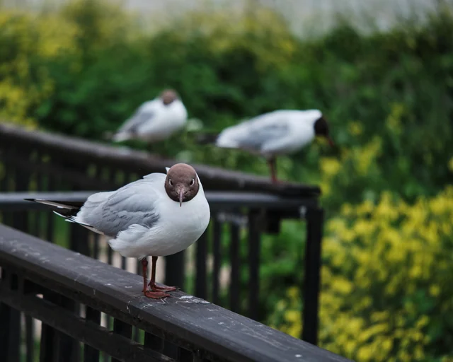 A gull faces the camera on a wooden railing, with two more gulls behind it.
