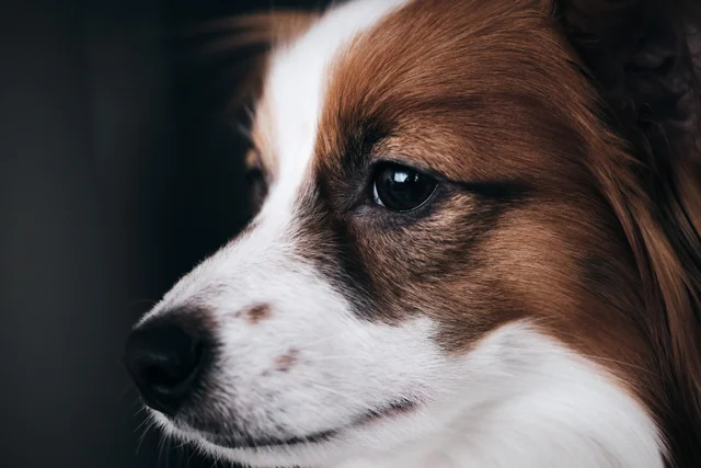 A close view of a brown and white dog looking quietly to the side.